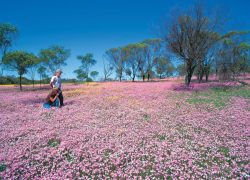 Wildflowers of Kalgoorlie