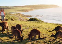 Welcome To Kangaroo Island, South Australia