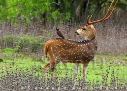 Watching Wildlife and Marine Life in Sri Lanka