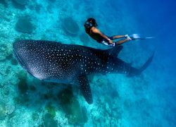 Adventure in Australia. Try Scuba Diving With Whale Sharks